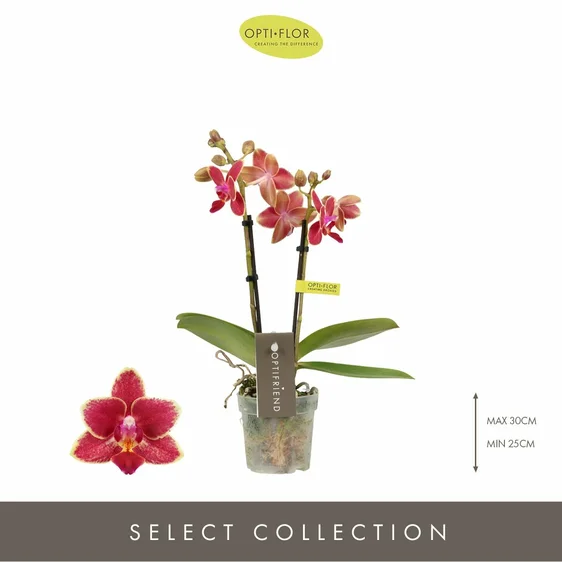 Phalaenopsis Optifriend 'Kyra' - image 1