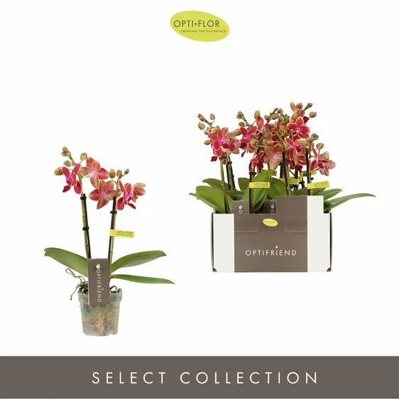 Phalaenopsis Optifriend 'Kyra' - image 2