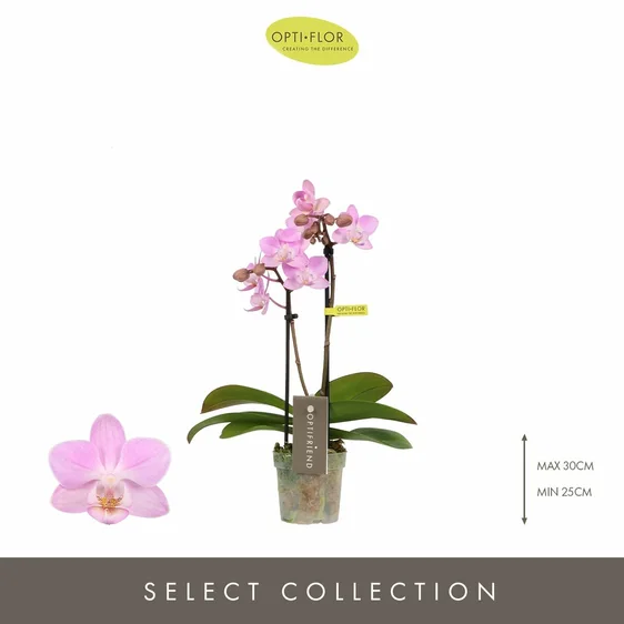 Phalaenopsis Optifriend 'Lieke' - image 1