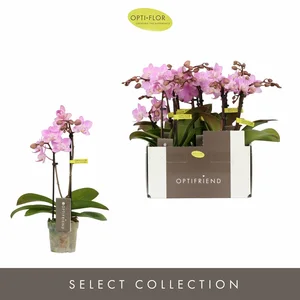 Phalaenopsis Optifriend 'Lieke' - image 2