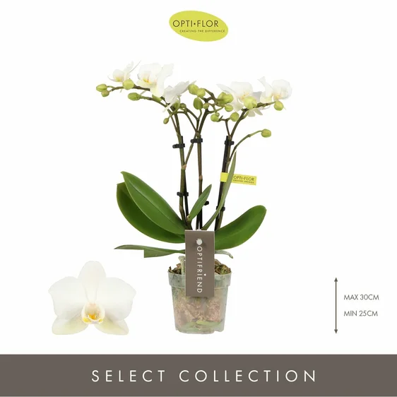 Phalaenopsis Optifriend 'Sandra' - image 1