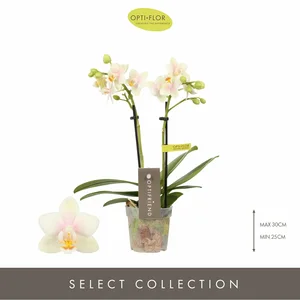 Phalaenopsis Optifriend 'Sara' - image 1