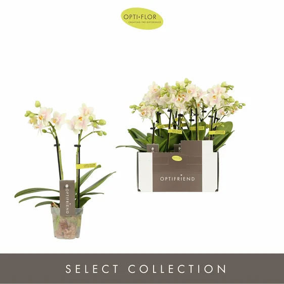 Phalaenopsis Optifriend 'Sara' - image 2