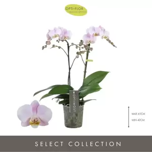 Phalaenopsis Optimost 'Angel Eyes' - image 1