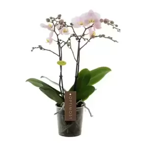 Phalaenopsis Optimost 'Angel Eyes' - image 3