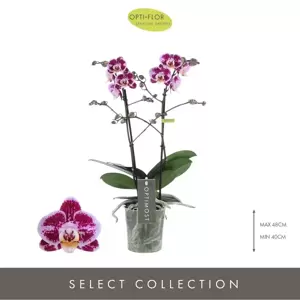 Phalaenopsis Optimost 'Bubbles' - image 1