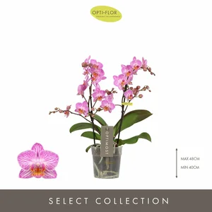 Phalaenopsis Optimost 'Honeybee' - image 1