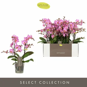 Phalaenopsis Optimost 'Honeybee' - image 2