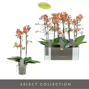 Phalaenopsis Optimost 'Sunset Love' - image 2