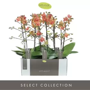 Phalaenopsis Optimost 'Sunset Love' - image 3