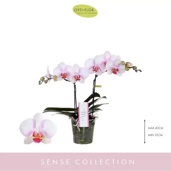 Phalaenopsis Sense 'MyMonro Make-Up' 2 stems - image 1