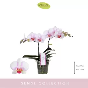 Phalaenopsis Sense 'MyMonro Make-Up' 2 stems - image 1