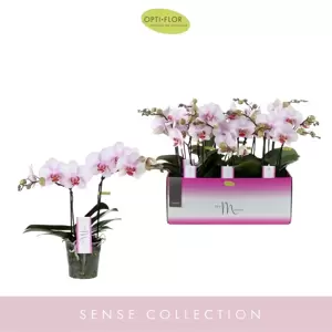 Phalaenopsis Sense 'MyMonro Make-Up' 2 stems - image 2