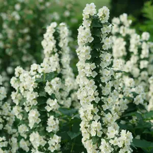 Philadelphus 'Illuminati Tower'