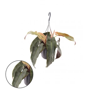 Philodendron atabapoense 15cm Hanging Pot