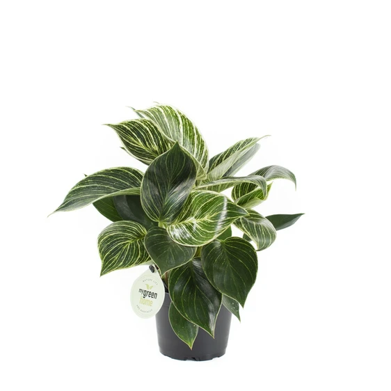 Philodendron 'Birkin' 11cm - image 3