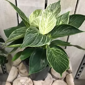 Philodendron 'Birkin' 14cm - image 4