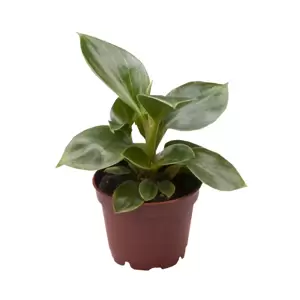 Philodendron 'Birkin' 6cm - image 2