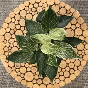 Philodendron 'Birkin'