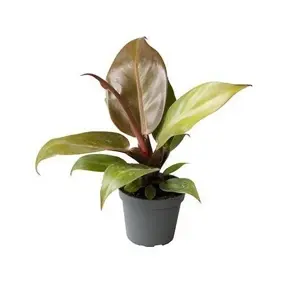 Philodendron 'Cherry'