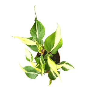 Philodendron 'Cream Splash'