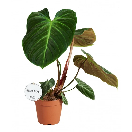 Philodendron 'El Choco Red'