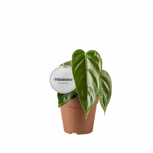 Philodendron esmeraldense