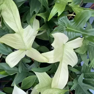 Philodendron 'Florida Ghost' 12cm