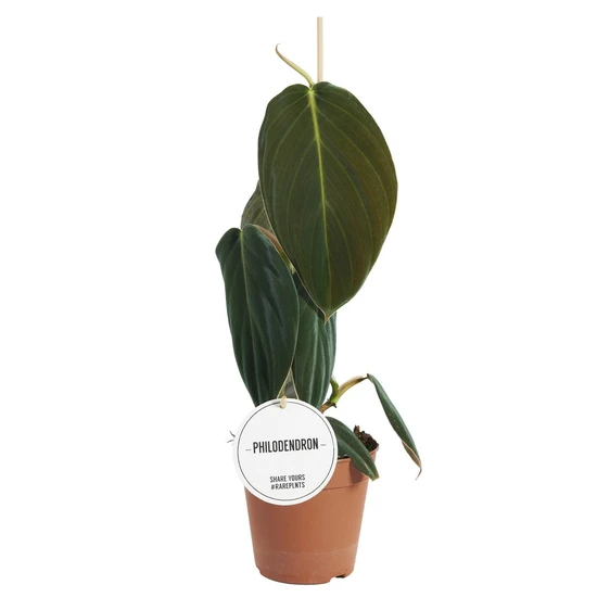 Philodendron gigas