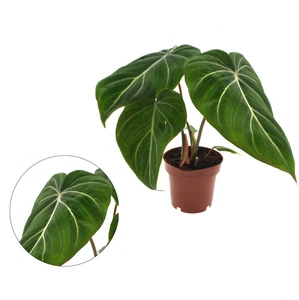 Philodendron gloriosum 12cm