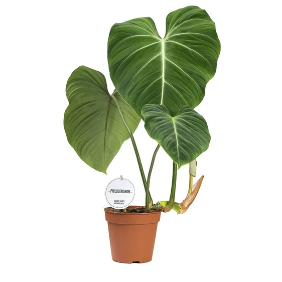 Philodendron gloriosum (Dark Form) 6cm - image 2