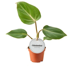 Philodendron gloriosum (Dark Form) 6cm - image 1