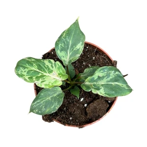 Philodendron gloriosum 'Snow Leopard'