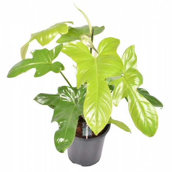 Philodendron 'Golden Violin'