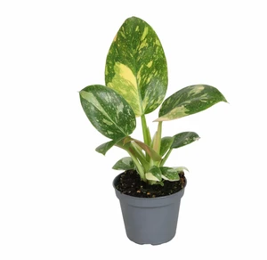 Philodendron 'Green Congo Variegata'