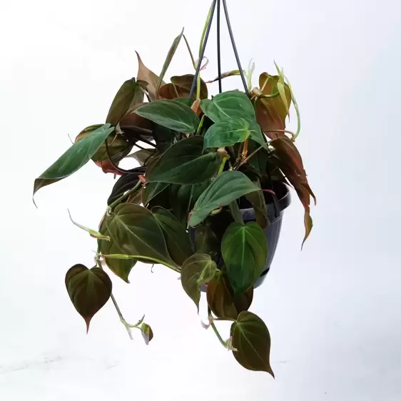 Philodendron hederaceum var. hederaceum 15cm Hanging Pot - image 2