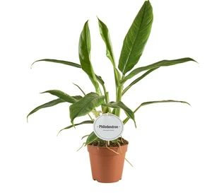 Philodendron holtonianum Trilobe