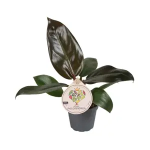 Philodendron 'Imperial Red'