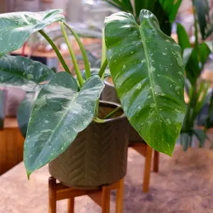 Philodendron 'Jose Buono'
