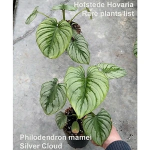 Philodendron mamei 'Silver Cloud'
