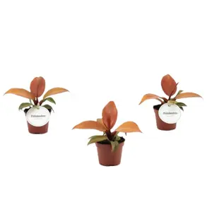 Philodendron 'McColley's Finale'