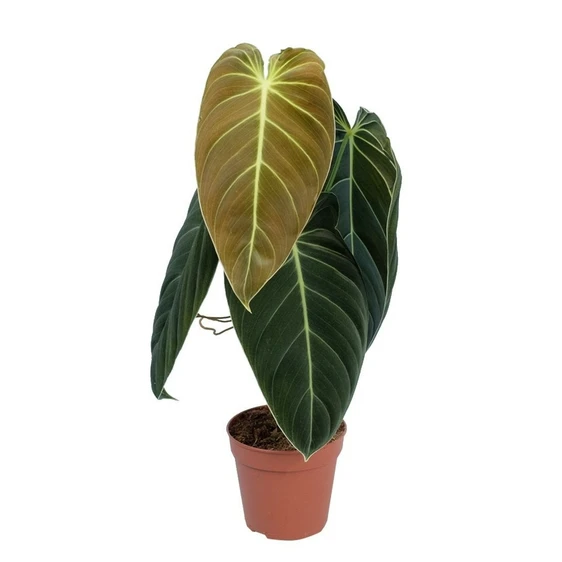 Philodendron melanochrysum 12cm - image 3