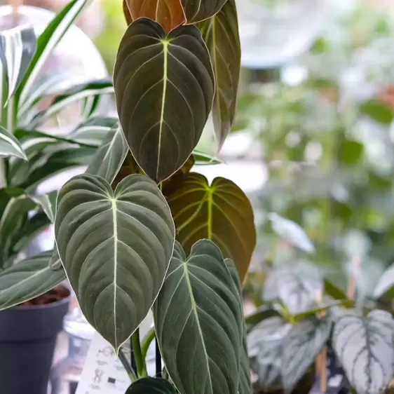 Philodendron melanochrysum 12cm - image 1