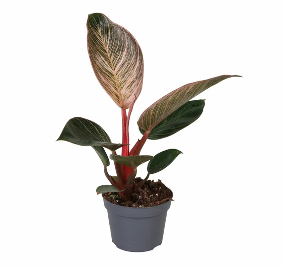 Philodendron 'Pink Bikini'