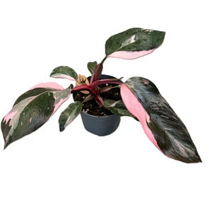 Philodendron 'Pink Princess'