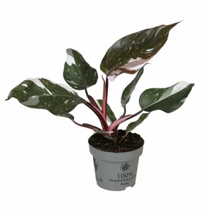 Philodendron 'Red Anderson'