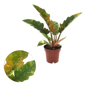 Philodendron 'Ring of Fire' 12cm - image 3