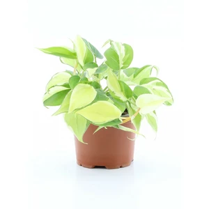 Philodendron 'Rio'