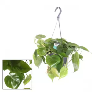 Philodendron scandens 17cm - image 2