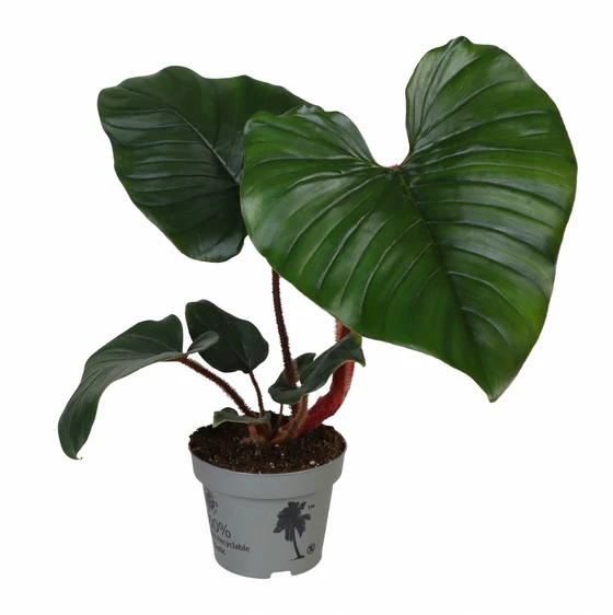 Philodendron serpens